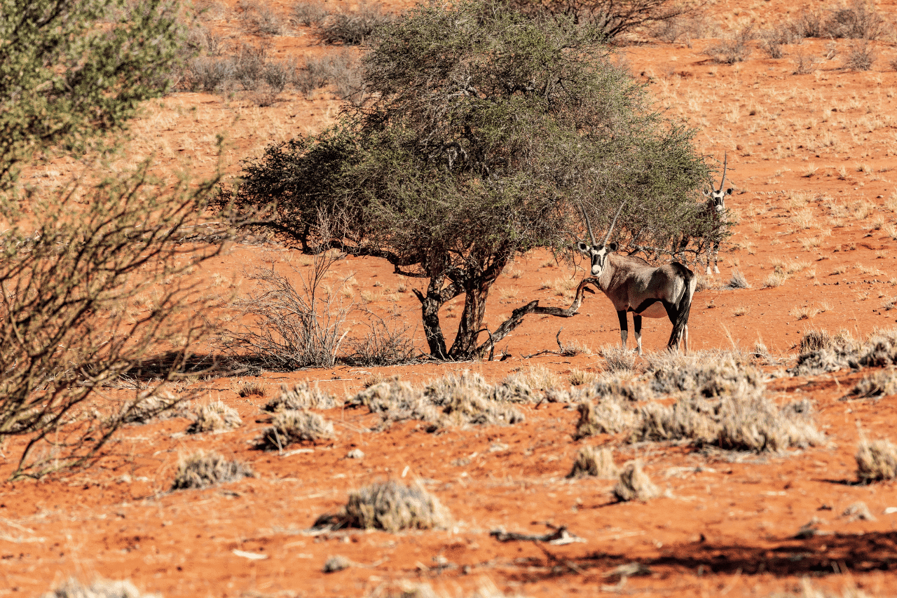 deserto del Kalahari