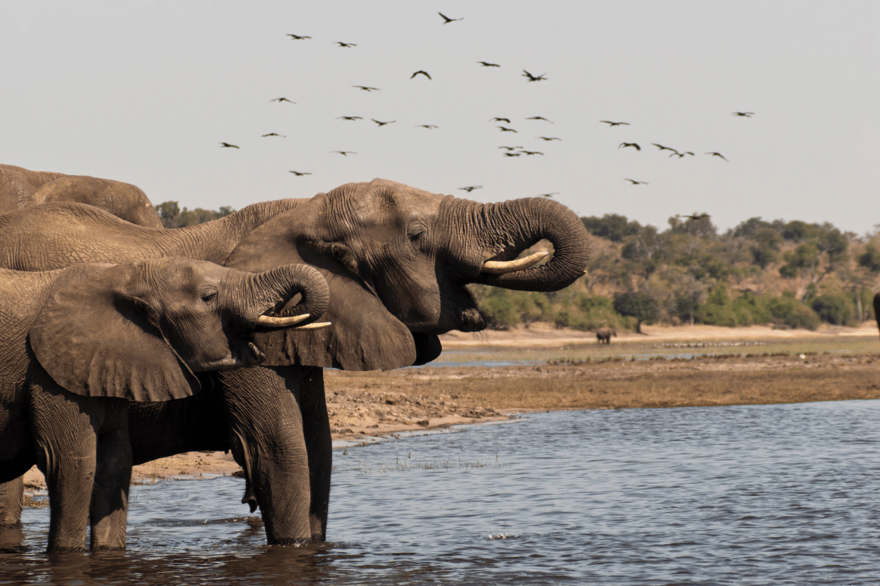 botswana-elefanti