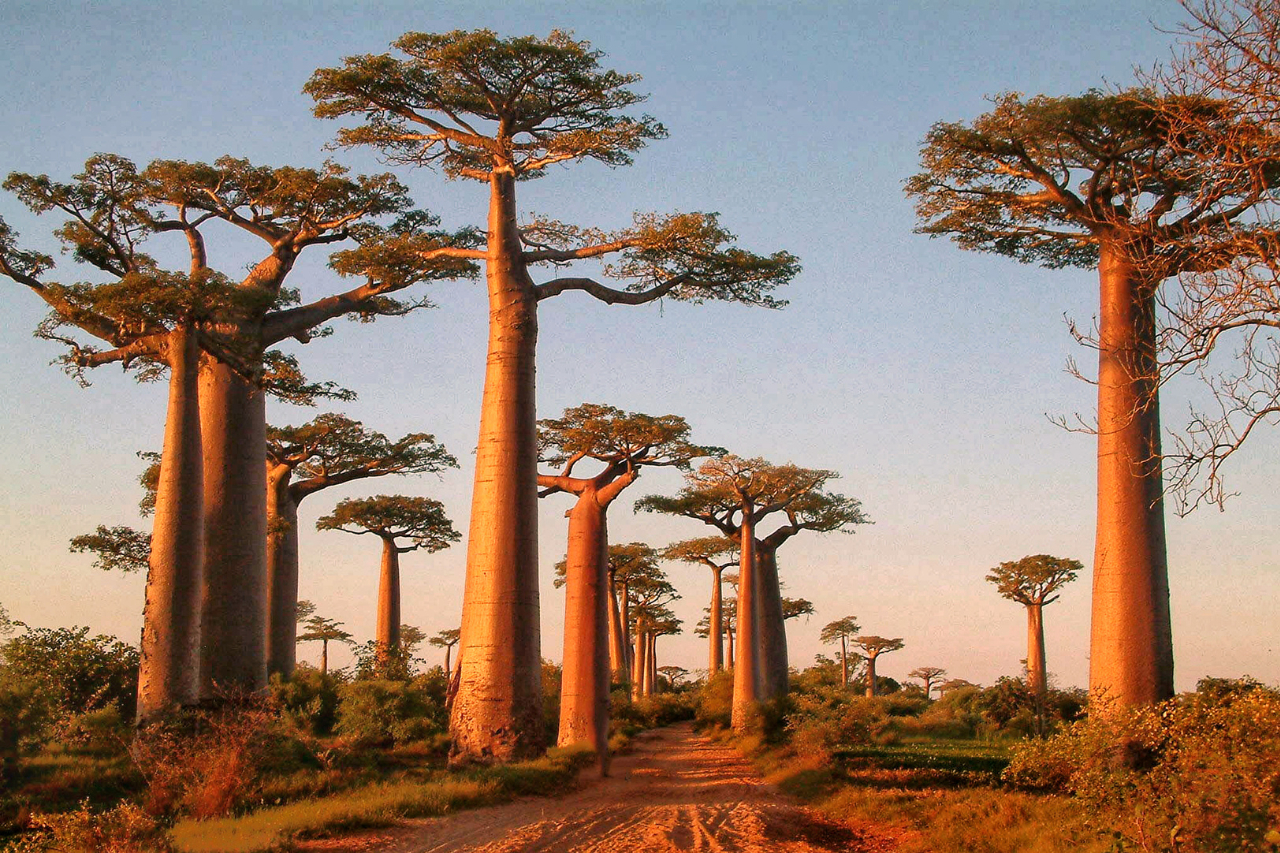 viale baobab