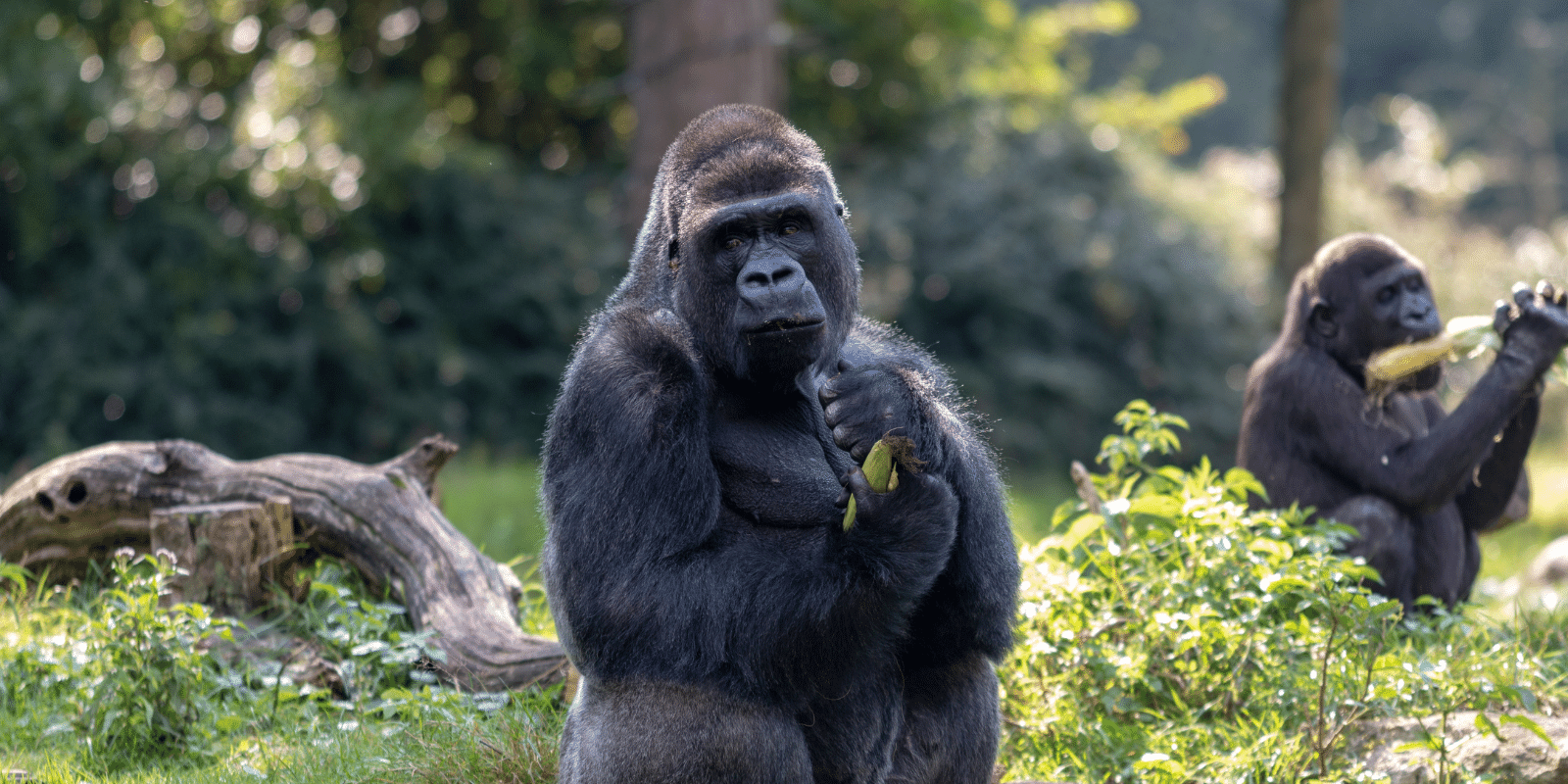 gorilla di montagna