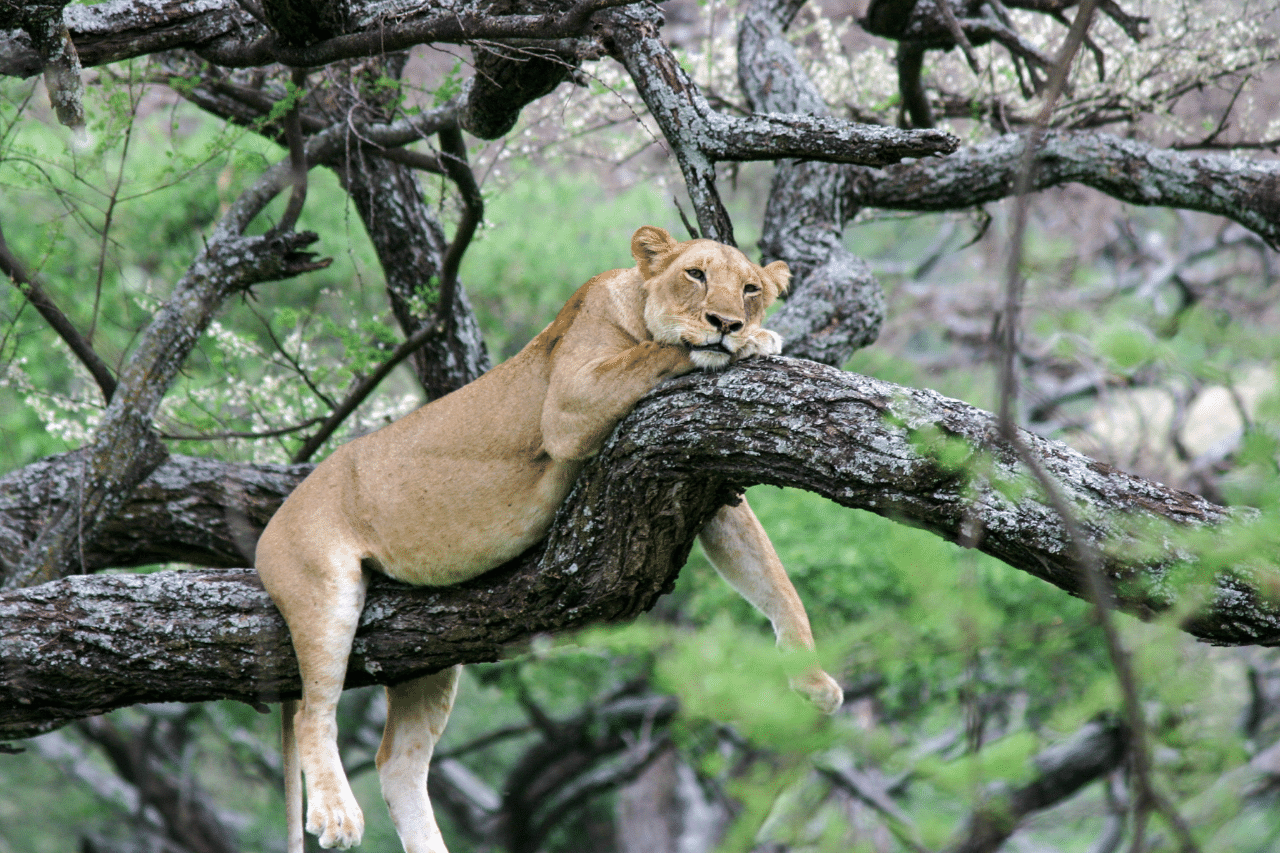 lion climbing