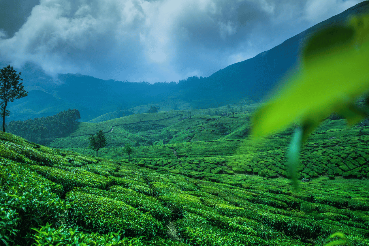 piantagioni tè