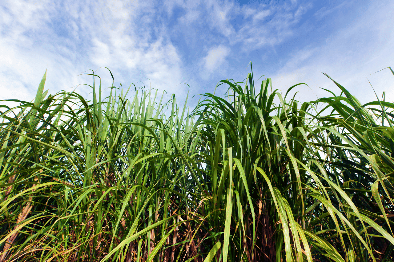 piantagioni di canna da zucchero
